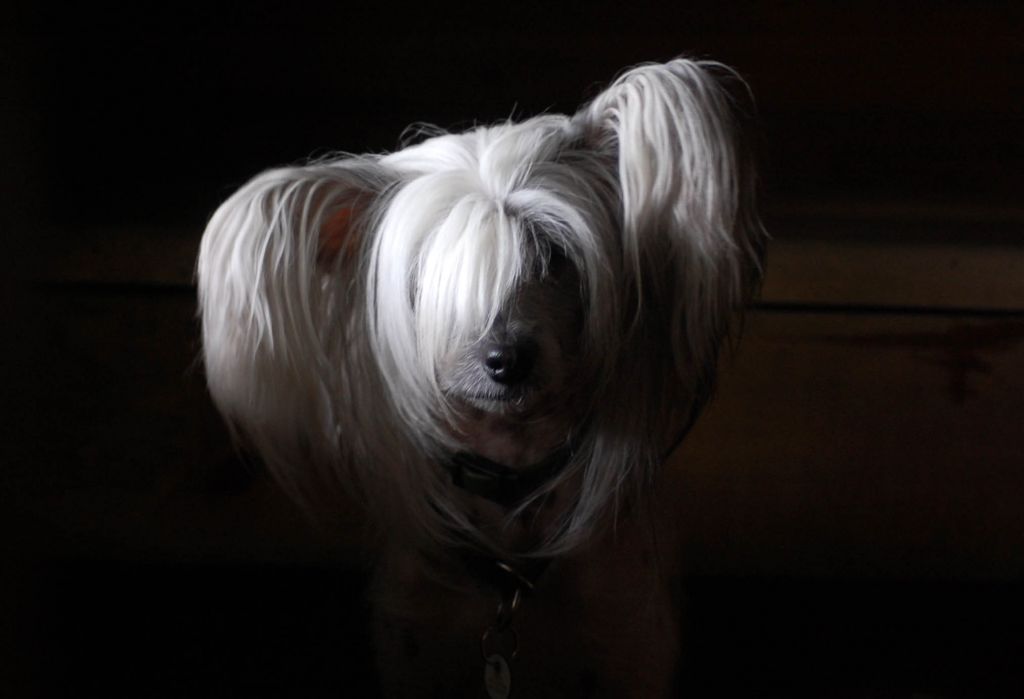 Chinese Pearl American Beauty