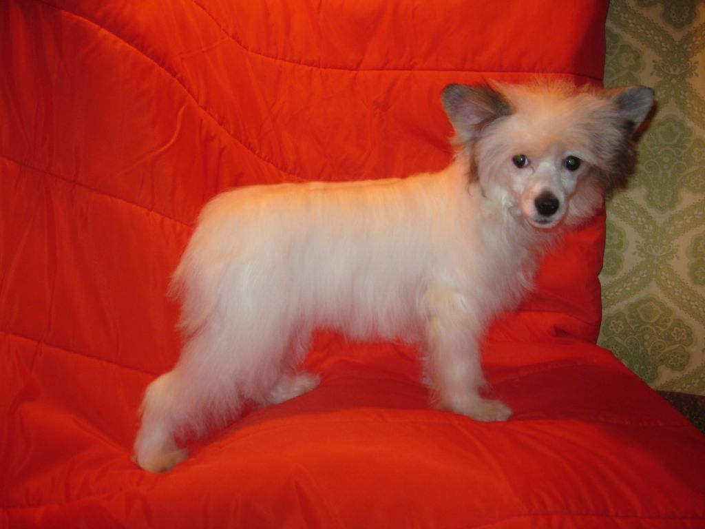 Angel O' Check Elfina