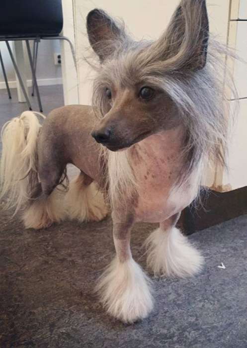 Ixtri's Challange Me