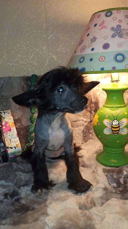 Family Mar'S Noch' Nezhna