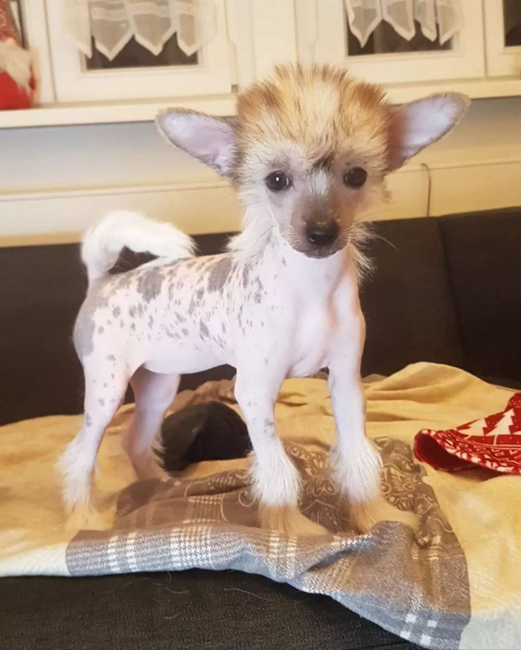 Bayala Kawaii Sakura