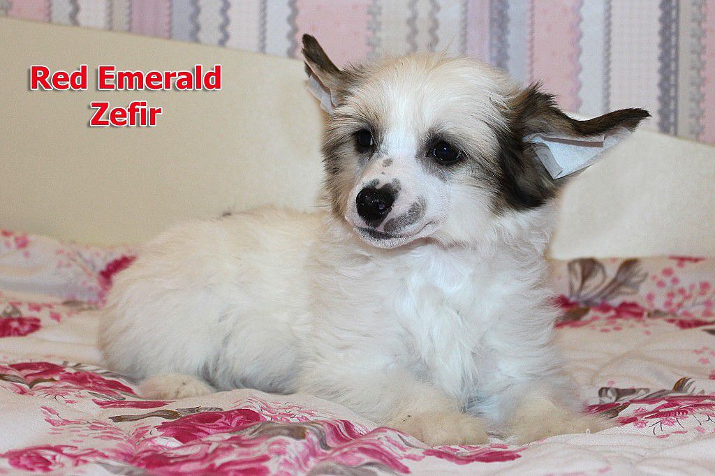 Red Emerald Zefir