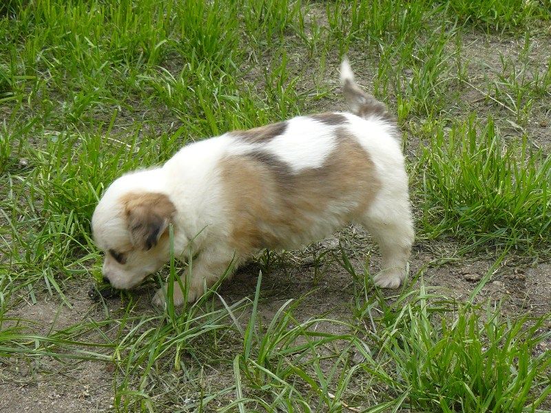 Bee Glory Chlupatý Poklad