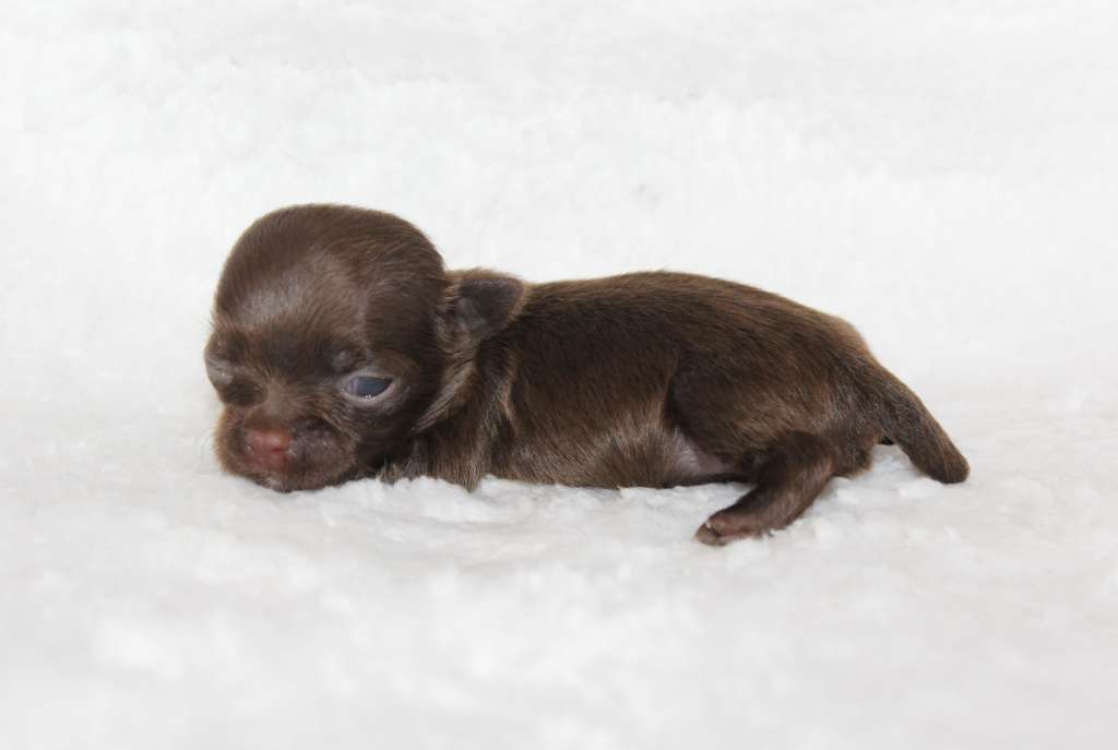 Charuyuschiy Soblazn Chokolatl' kapriz