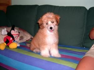 Elvis z Gangu Lysych