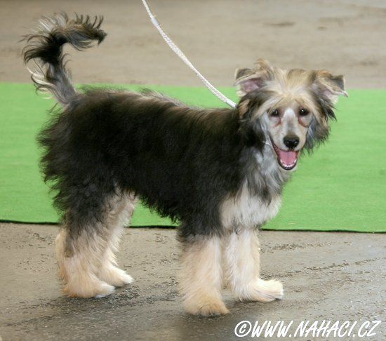 Dominique Leroi  Roztocka Hvezda