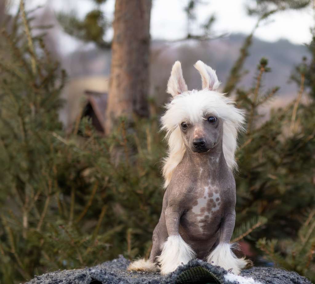 Bacarat Storm DraCZata