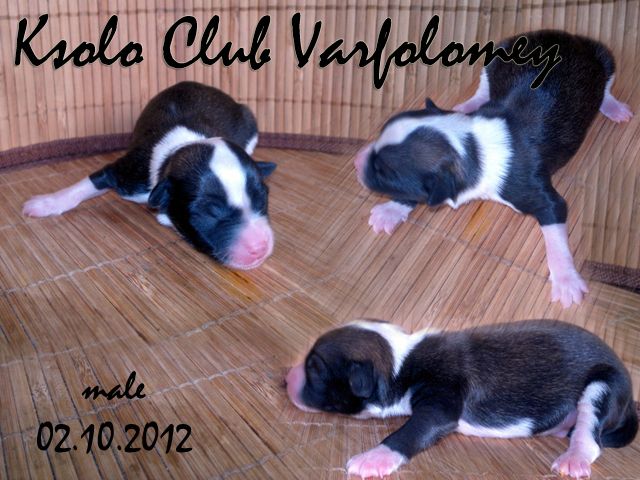 Ksolo Club Varfolomey