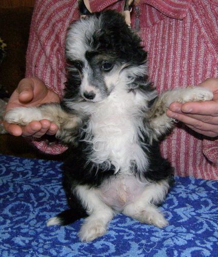 Camelot Jess Black Denis