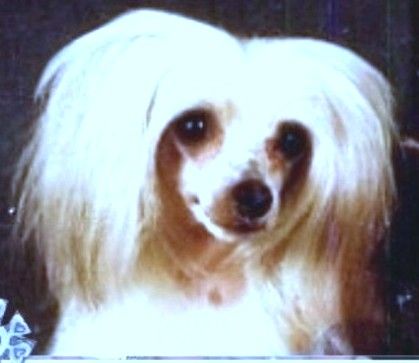 Yorcrechi Lemon Blossom