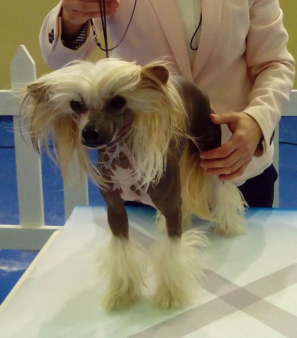 D'Rapakan Lady Cayetana