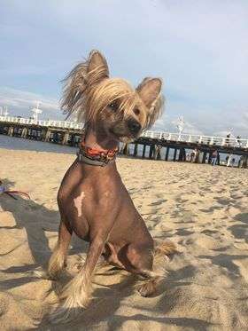 Ronny Exotic World FCI