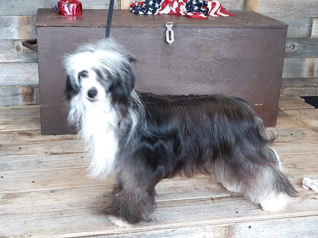 Castlecoves A Lotus Blooms At Night