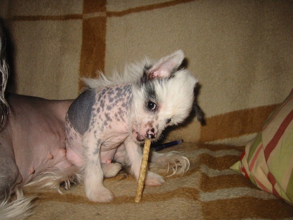 Shadowgame's Episodi