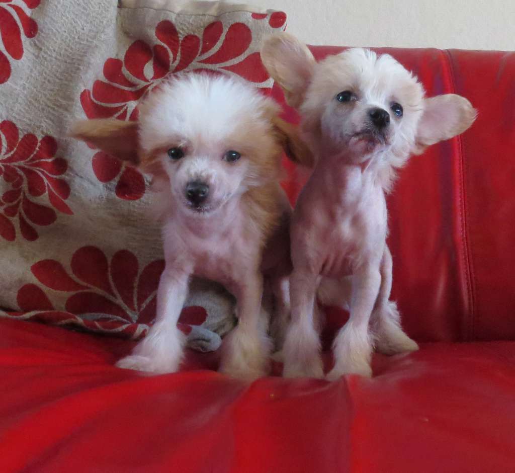 Ynchreenoo Pink Lady