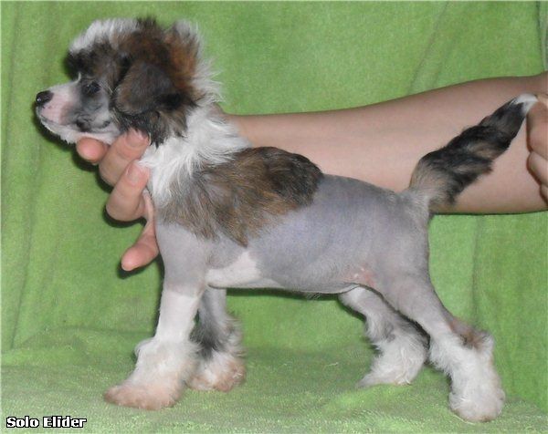 Solo Elider Angelina Jolie 