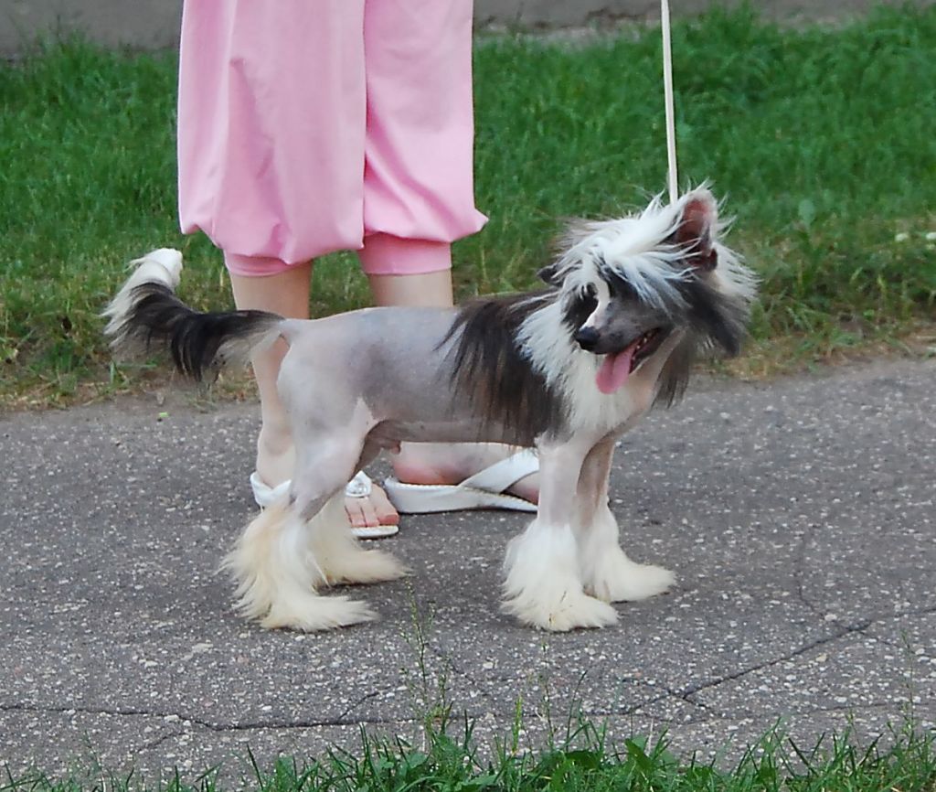 Volshebnaja Loshadka Baster