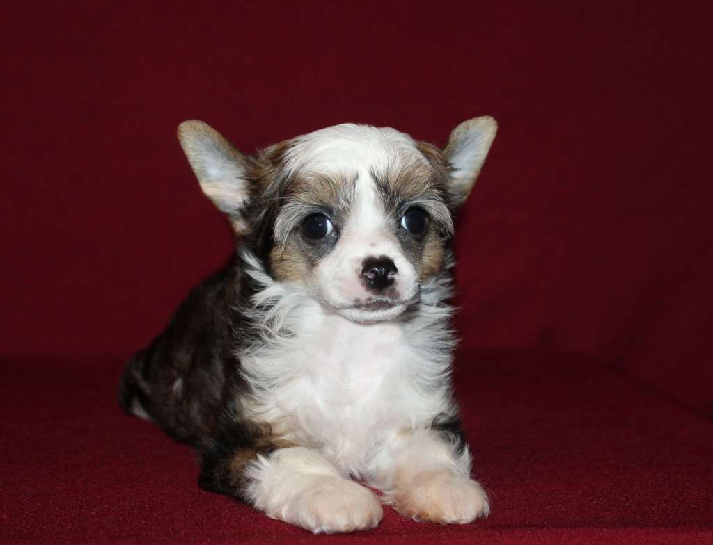 Charuyuschiy Soblazn Zhivaya akvarel'