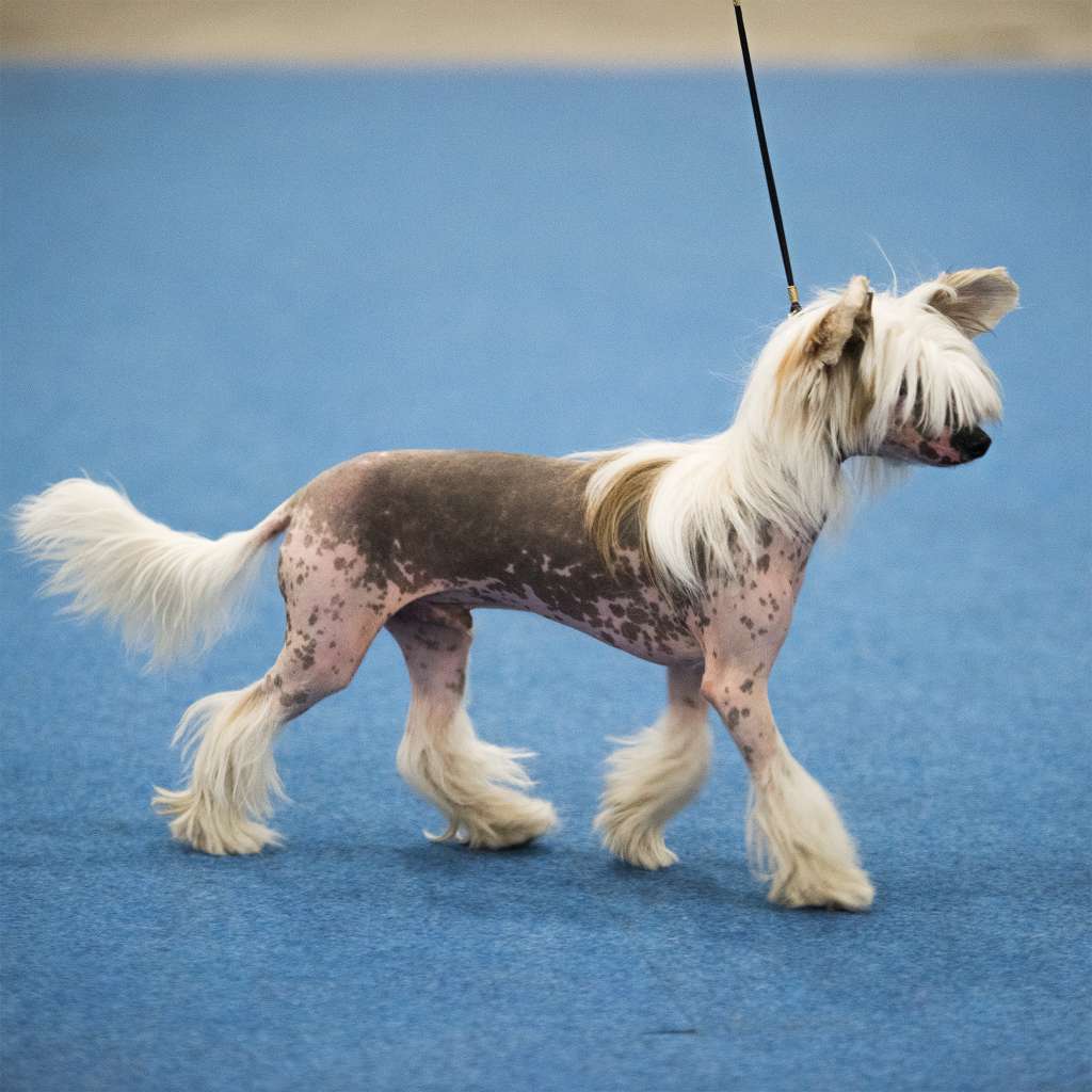 Tapi-Tapi White And Nerdy