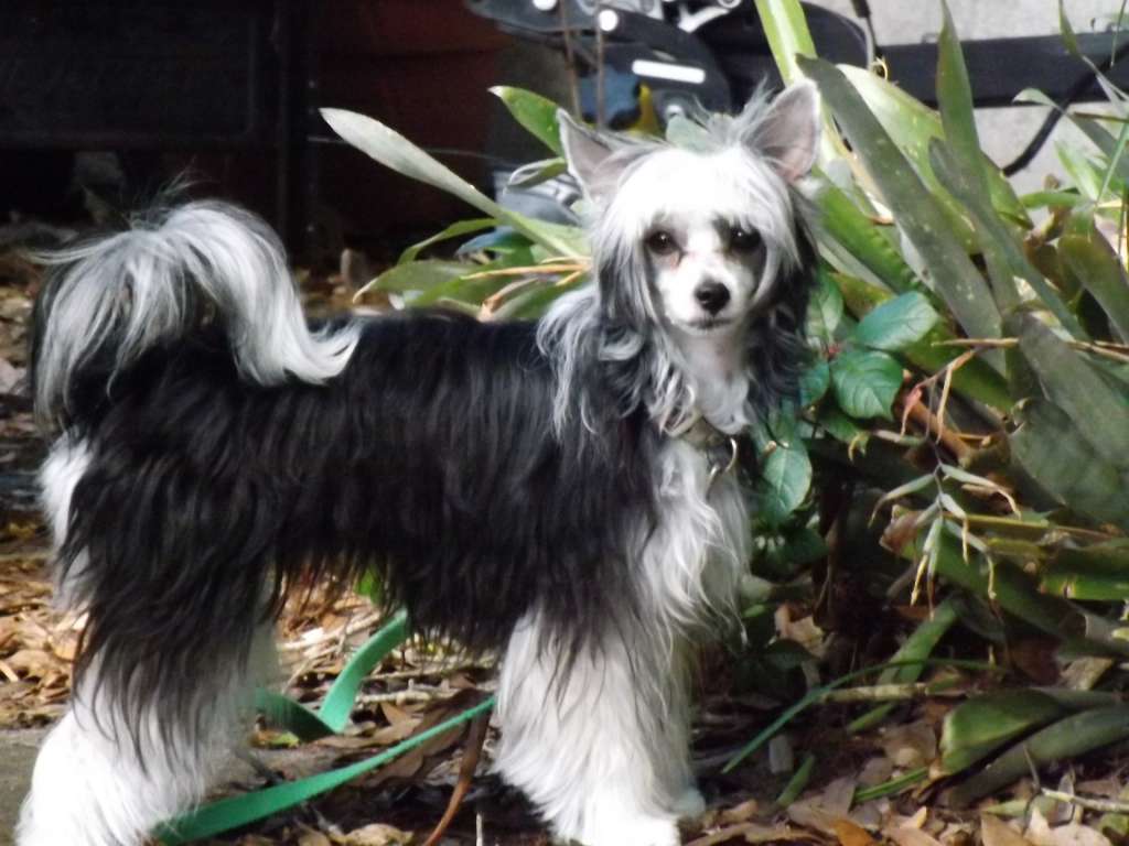 Muso Grazioso Gemma G. God's Greatest Gift