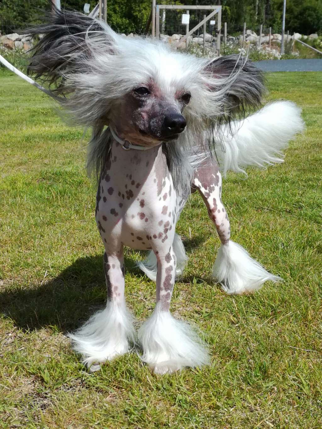 Tapi-Tapi Glamour Glitter