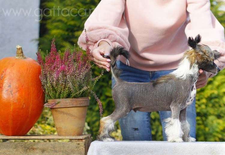 Versace Eros Gattaca