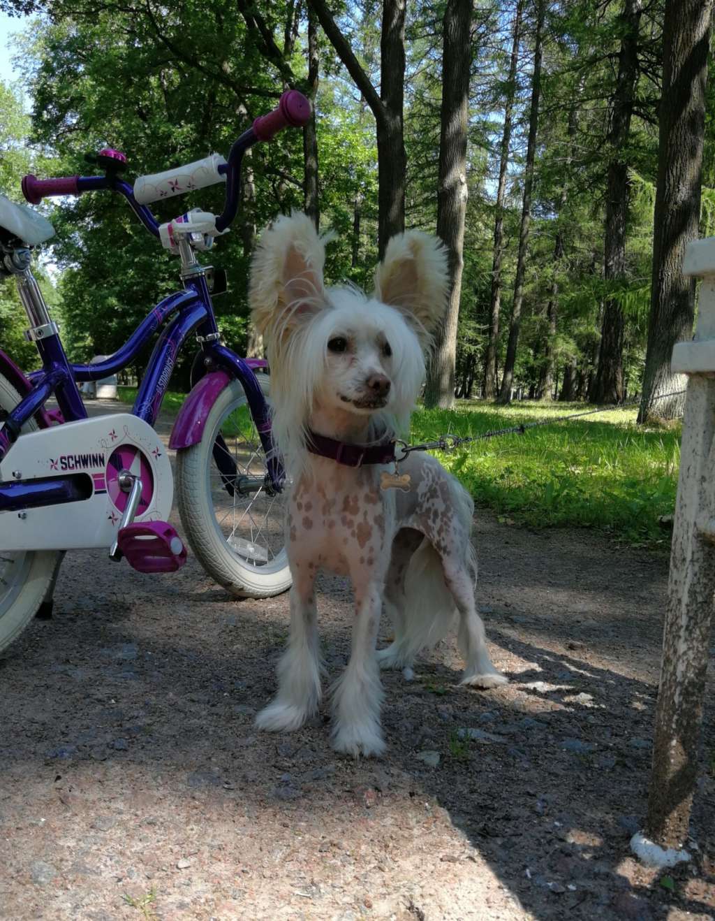 Danica northern spirit