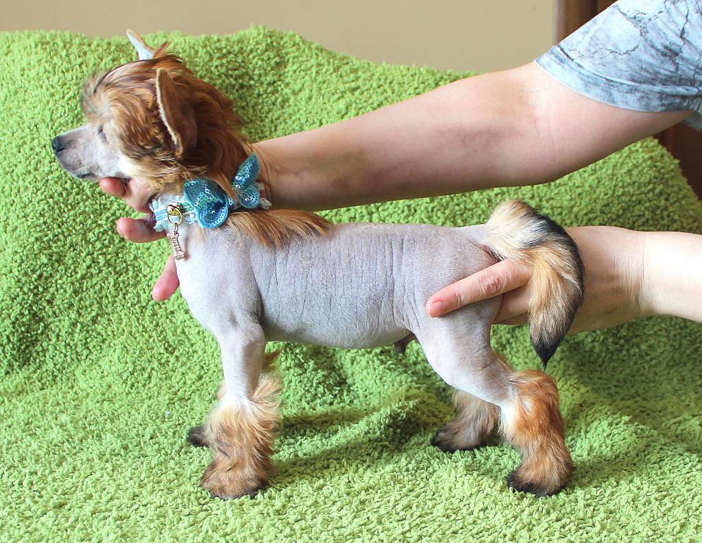 Rolana Family Nebelung