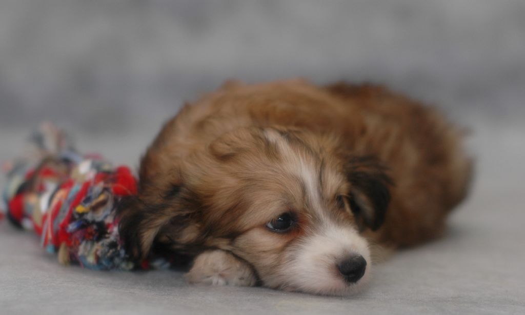 Ksolo Club Tinkerbell