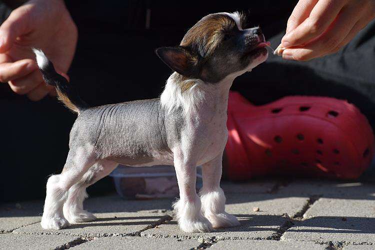 Tinted's Twilight Princess