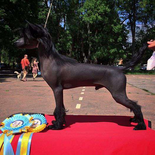 Black Knight Dom Risorto