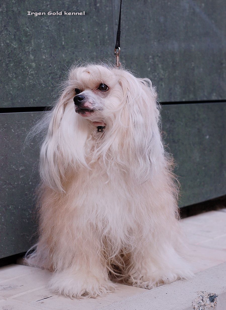 Irgen Gold CiCi Catch