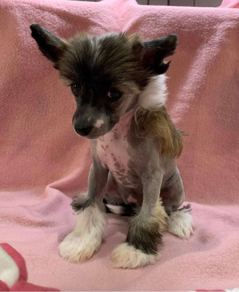 Proud Pony Cinderella