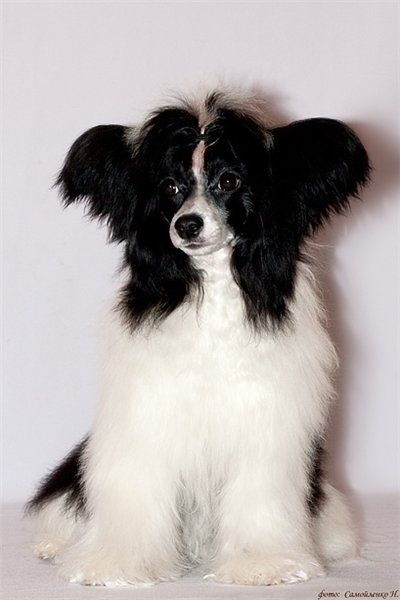 Smart Style Love Me Tender