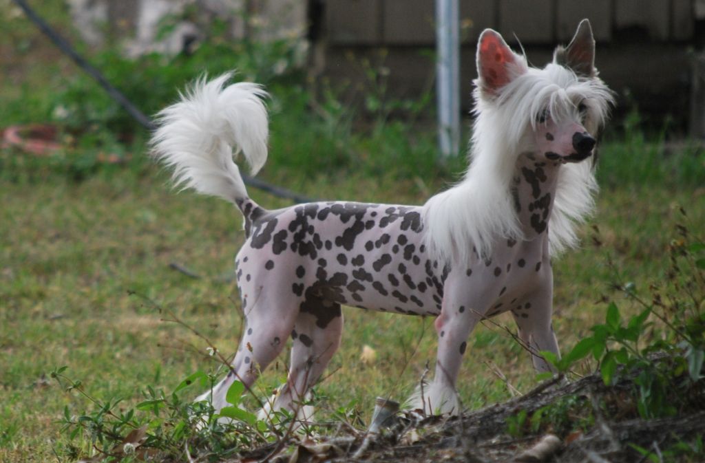 Crestyle Let Her Have It HL