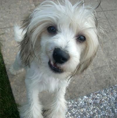 Kukur Baba's Braveheart