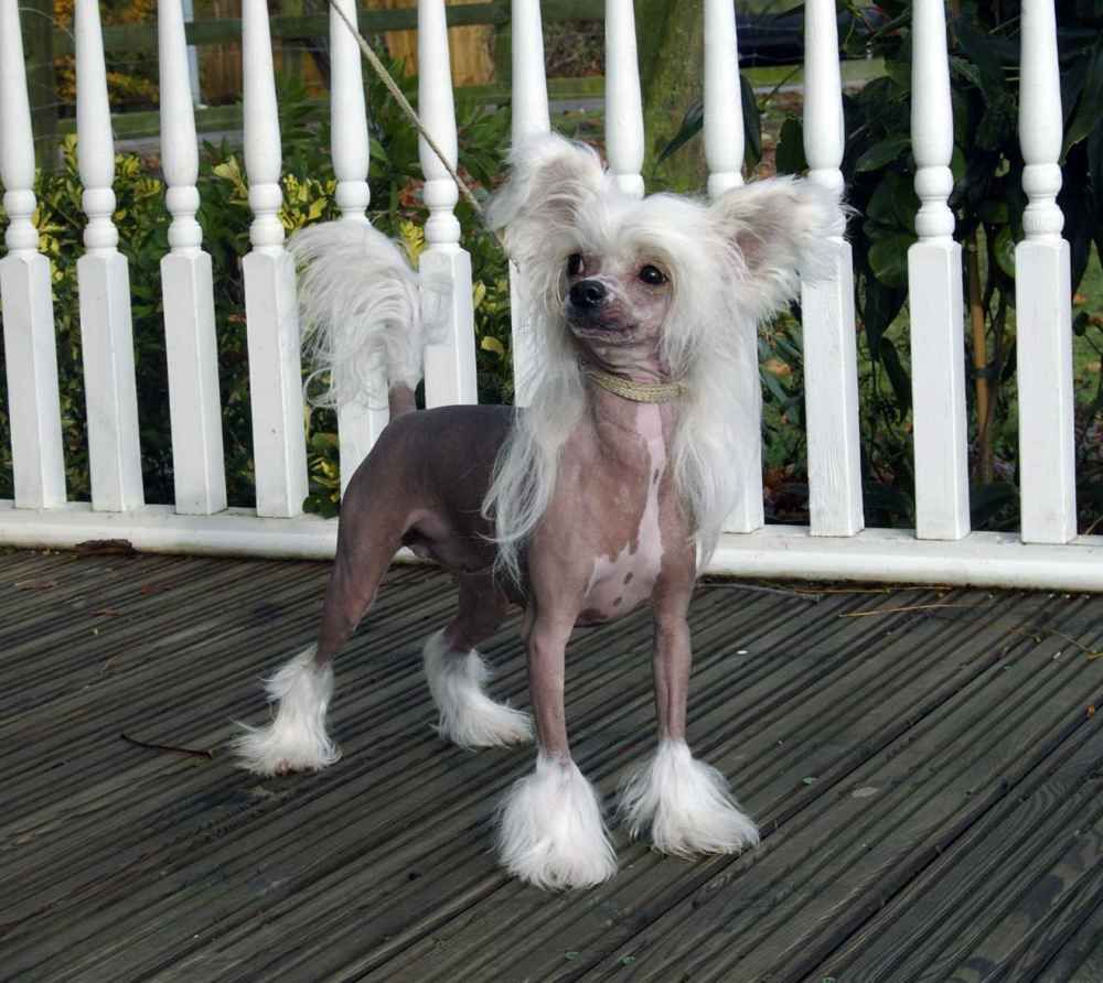 Konishiki All About Eve