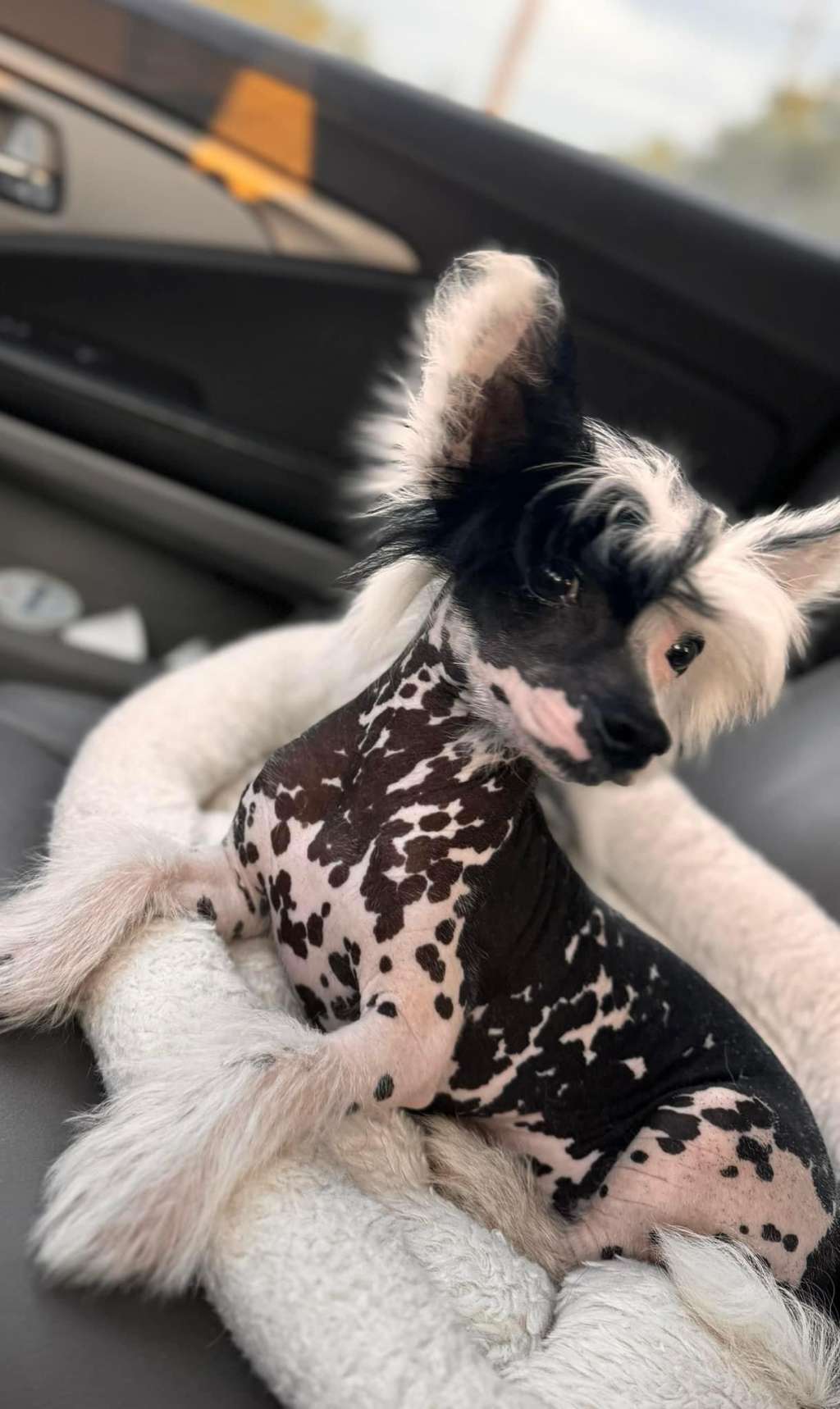 Dashas Getting MC Hammered