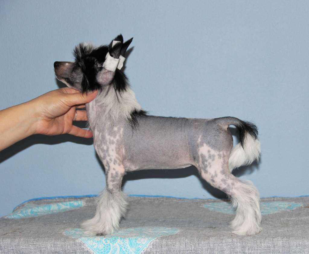 Butterfly So Close To Blue