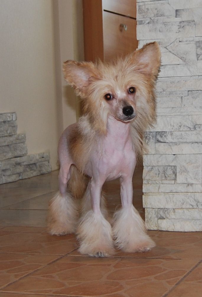 Jasmin Exotic Dinaburg