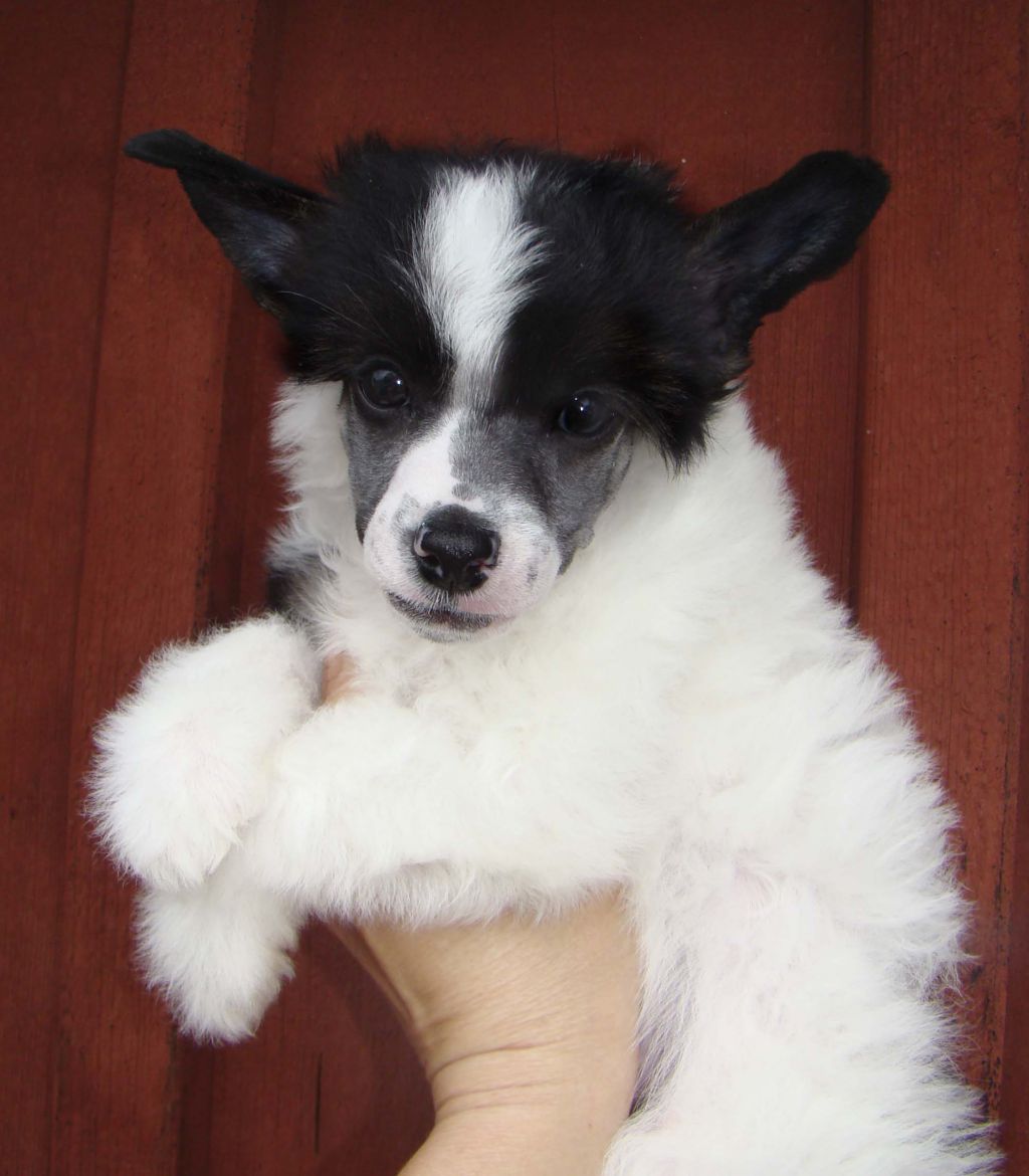 Bellatrix Luckycharm Atlas