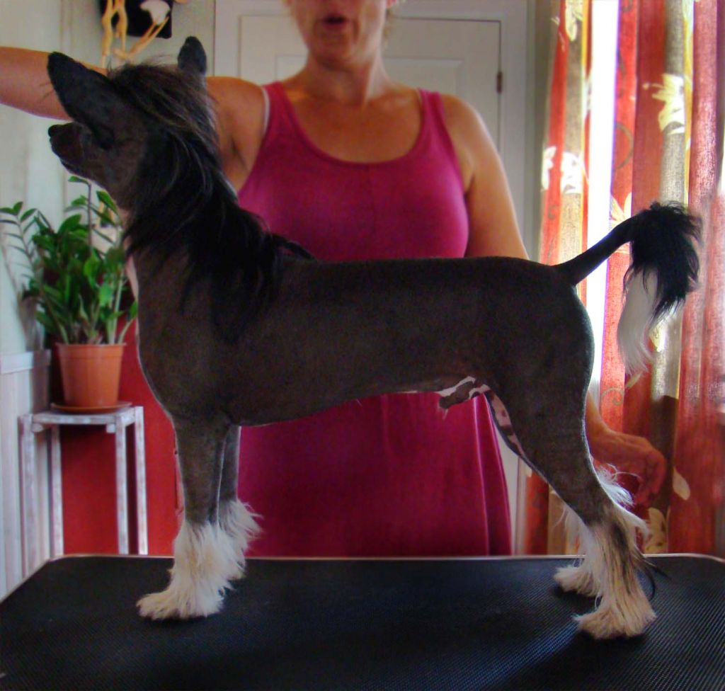 Bellatrix Luckycharm Draco