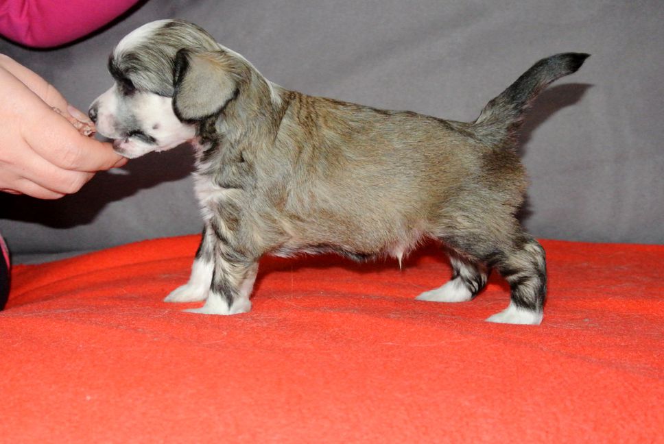 Fiabella's Thunderlane