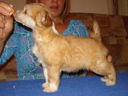 Stars at Sea Cosmopolitan