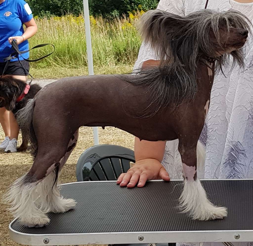 Fantazy Night Caes Fanija