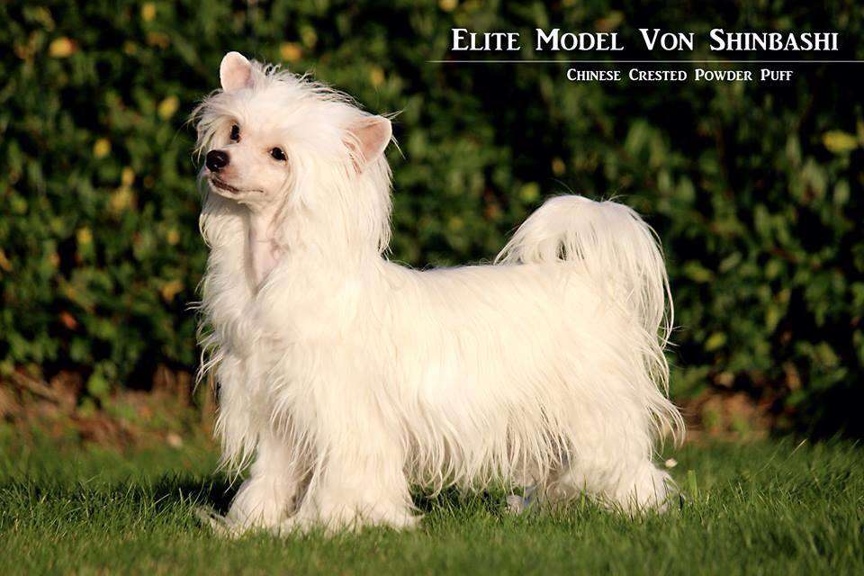 Elite Model  von Shinbashi