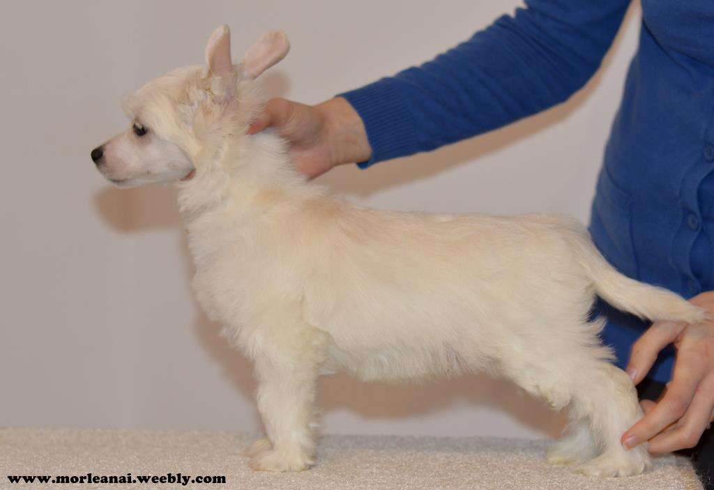 Zone Of Elite Mor Leanai