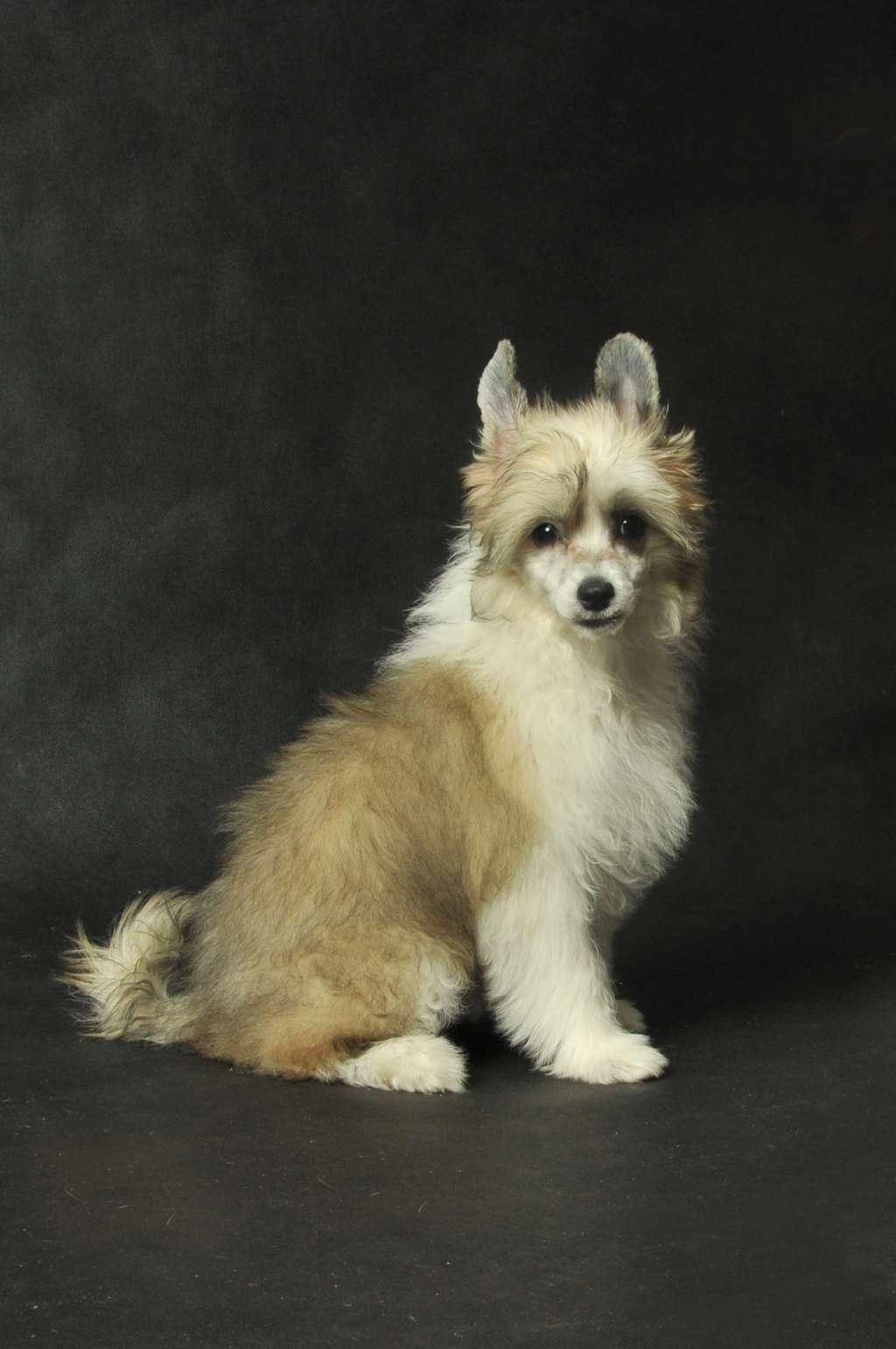 Frezja ZaczarowanyFlet