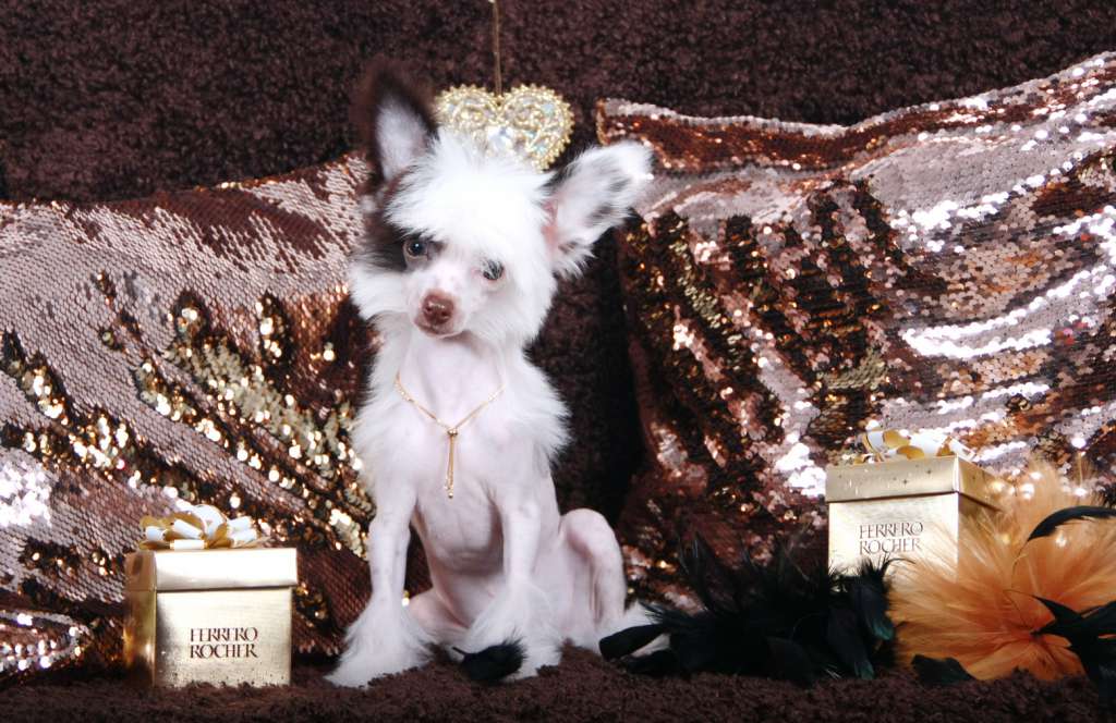 Luksorius Evolution Gold