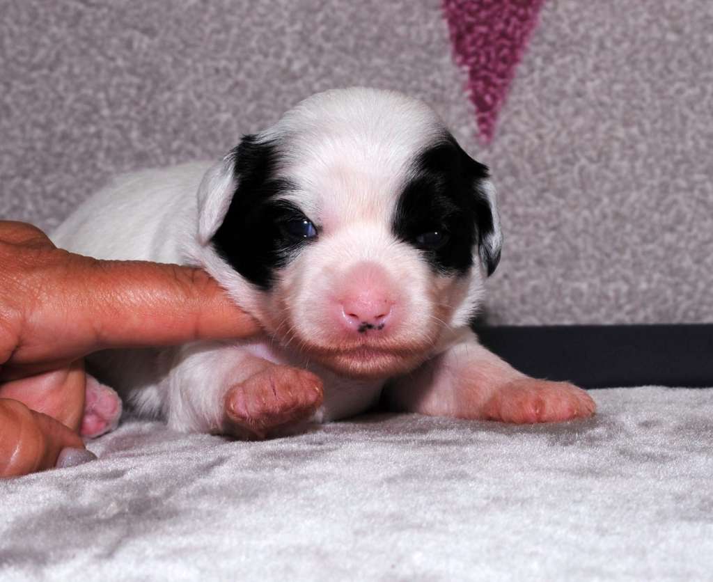 Oplatka  Garden Roses